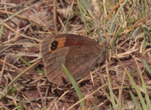 Erebia neoridas